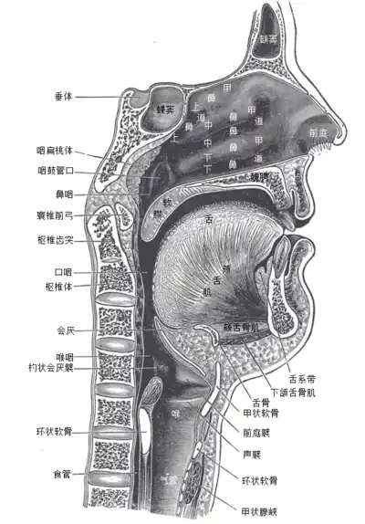 口鼻咽喉的斜切图