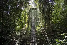 公園內的樹冠層吊橋