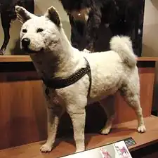 忠犬八公（日本館2樓）