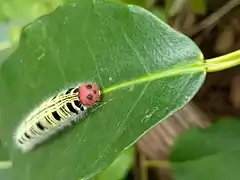 終齡幼蟲