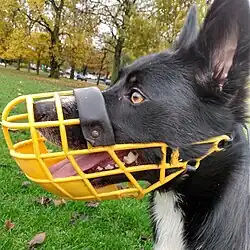 A Border Collie wearing a yellow greyhound muzzle.