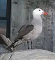 Heermann's Gull