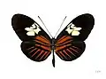 Heliconius melpomene penelope ♀ 背侧