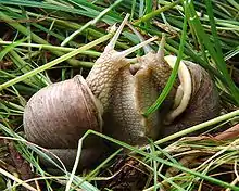 Helix pomatia (Pulmonata, Helicidae)