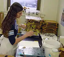 photograph of a botanist preparing plant specimens for the herbarium