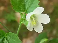 草木槿 Hibiscus lobatus