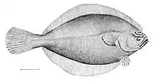 American plaice, Hippoglossoides platessoides