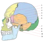 人類頭顱的各個骨頭的編號。其中編號9是顴骨。