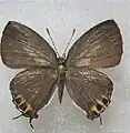 拓旖灰蝶Hypolycaena toshikoae