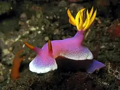 Hypselodoris apolegma（英语：）