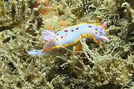 Hypselodoris bennetti（英语：）