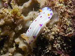 Hypselodoris capensis（英语：）