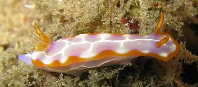 Hypselodoris iacula（英语：）