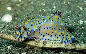 Hypselodoris kanga（英语：）