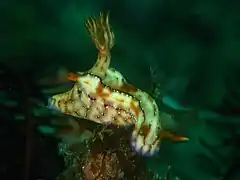 Hypselodoris krakatoa（英语：）