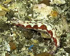 Hypselodoris maculosa（英语：）