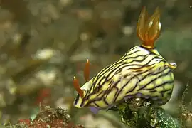 Hypselodoris nigrostriata（英语：）