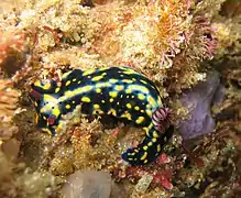 Hypselodoris obscura（英语：）