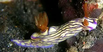 Hypselodoris zephyra（英语：）