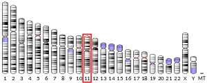 11號染色體