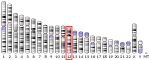 12號染色體