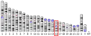 16號染色體