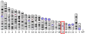 19號染色體