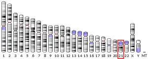 21號染色體