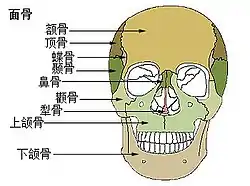 面部骨骼。