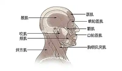 頭部和頸部的肌肉示意圖