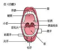 口腔