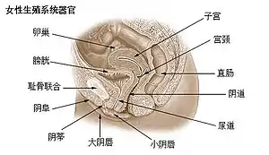 女性生殖系統