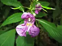 野凤仙花（Impatiens textori）