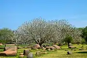 黎明之村黃金球附近的統一公園