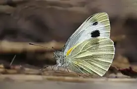 東方菜粉蝶Pieris canidia