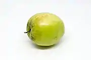 印度棗Indian jujube