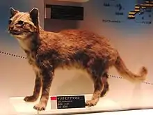 西表山猫標本（國立科學博物館展示）