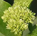 Ixora Pavetta in Hyderabad, India.