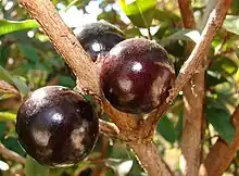 嘉寶果Jabuticaba