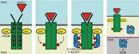 JAK-STAT信号通路关键步骤