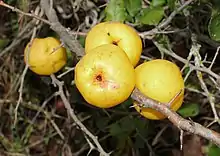 日本木瓜Japanese quince