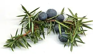 杜松子Juniper berry