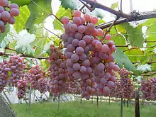 「甲州葡萄（英语：）」'Koshu' Grape