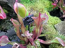 太阳瓶子草 Heliamphora nutans