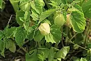 地櫻桃Cape gooseberry