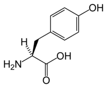 L-酪氨酸(Tyr / Y)