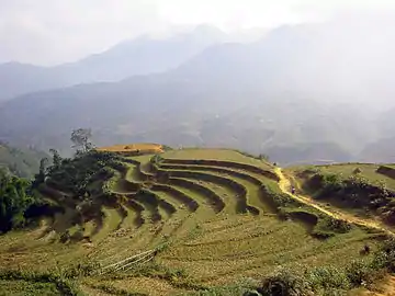 越南沙坝的梯田