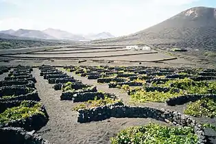 石墙用来保护种植的葡萄藤