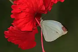 黑緣乃粉蝶N. argia argia