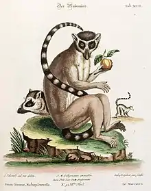 An old drawing of a ring-tailed lemur seated eating fruit, along with a profile view of the head and body.